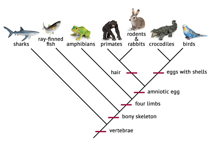 Vertebrate-Cladogram-with-Nestings-Named