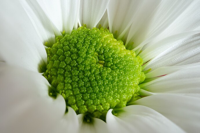 daisy