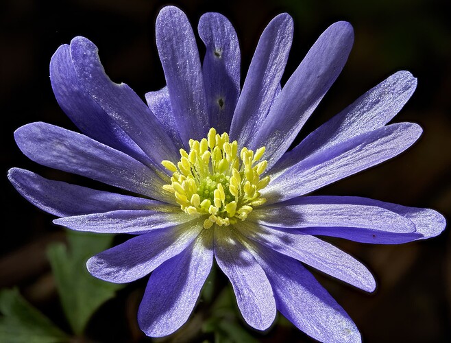 purple1
