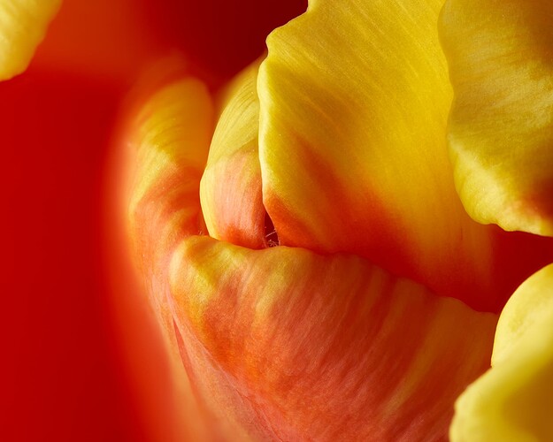 tulip2