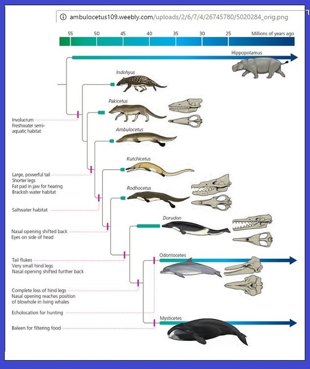 The Elimination of Intermediate Varieties: How Evolution Lays the ...