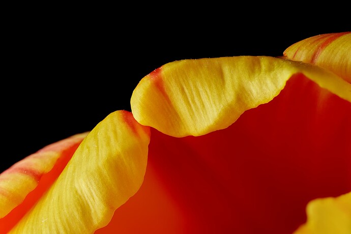 tulip1