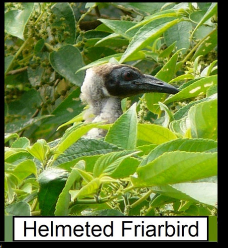 helmeted friar bird