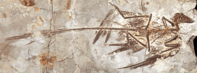 microraptor_fossil_hires