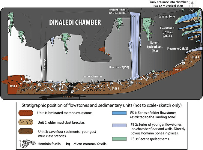 Screenshot 2023-06-24 at 06-51-49 File Cartoon illustrating the geological and taphonomic context and distribution of fossils sediments and flowstones within the Dinaledi Chamber.jpg - Wikipedia