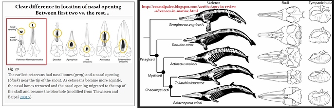 Whales-Nasal-Openings-with-Phylogenic-Details
