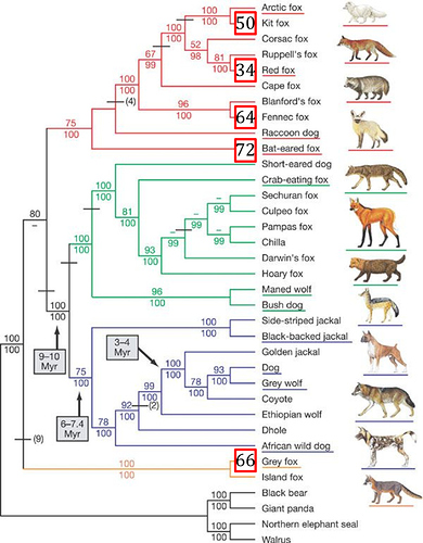 Fox_Phylogeny_with_Chromosomes