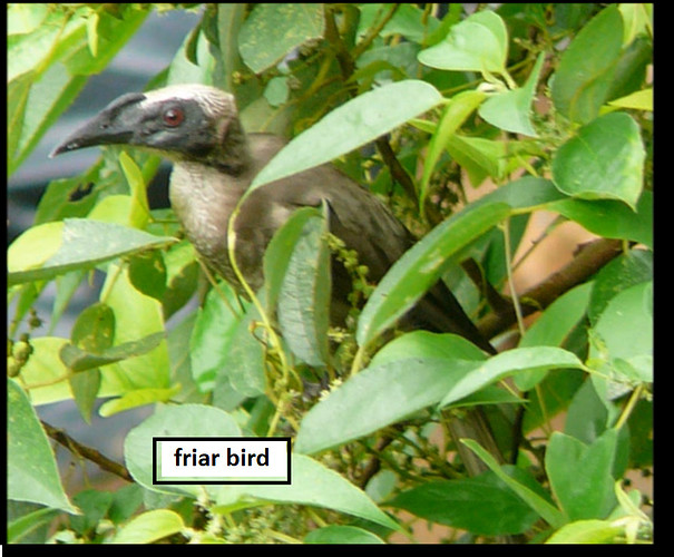 friar bird