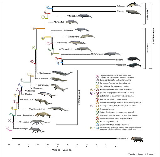 whale evolution