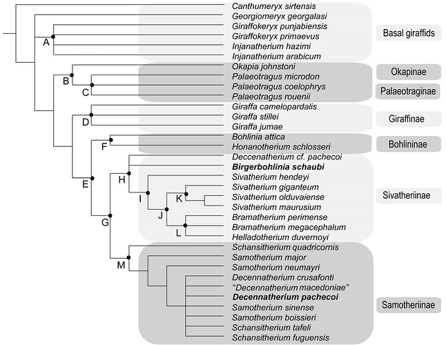 Strict-consensus-of-27-most-parsimonious-trees-with-the-phylogenetic-position-of