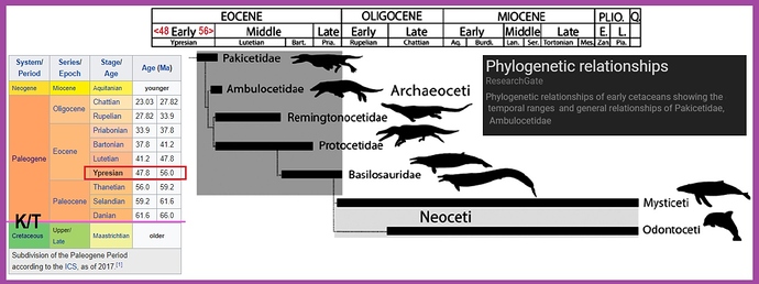 Pakicetidae-of-the-Ypresian-Age-of-the-Paleocene-Epoch