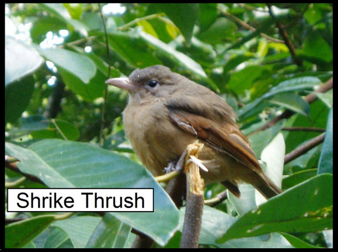 Shrike Thrush
