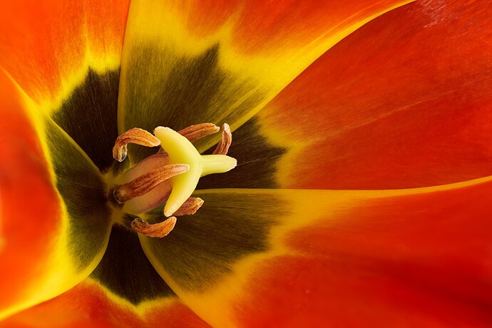 tulip3