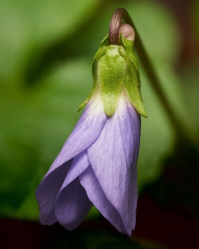 violet1