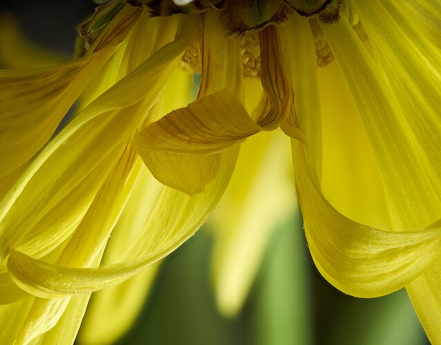 yellow1