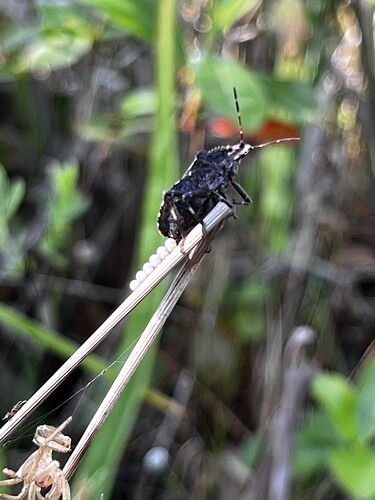 IMG_9854