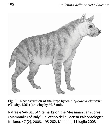 Italian Messinian Hyena Lycyaena Chaeretis1