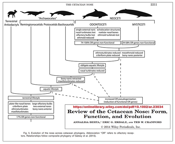 Review-of-the-Cetacean-Nose