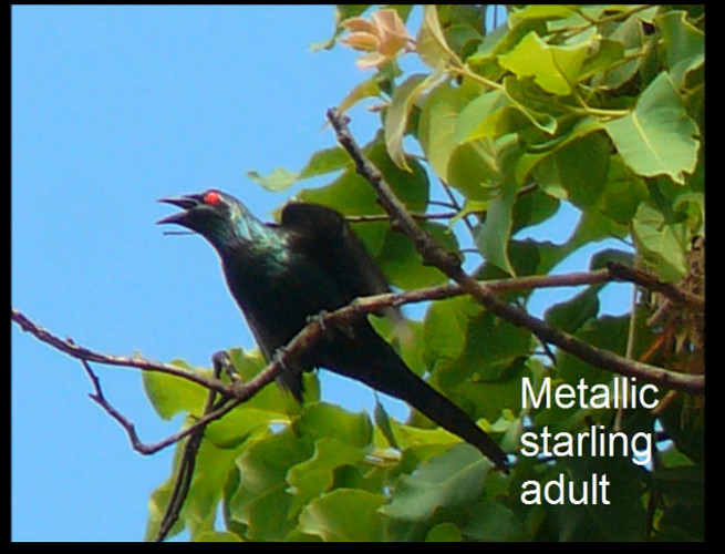 Metallic Starlings adult