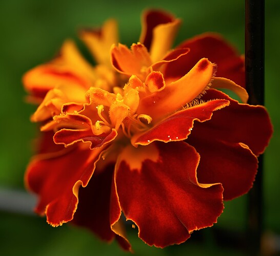 marigold3a