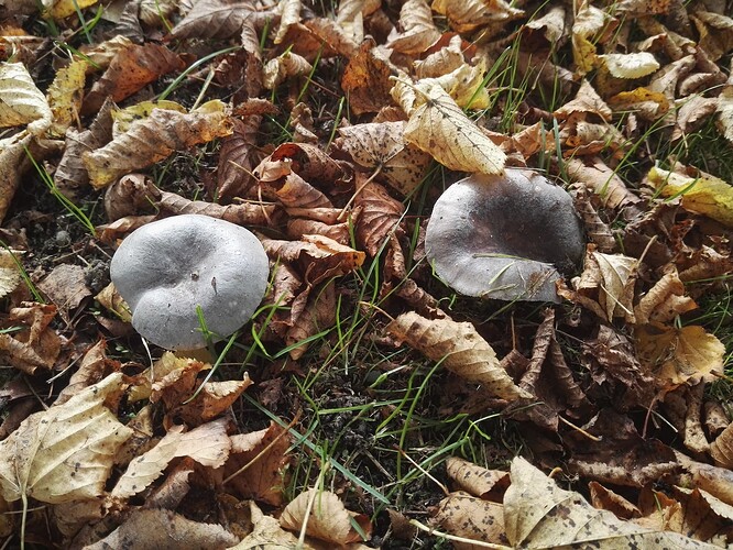 Russula parazurea (16-10-24)