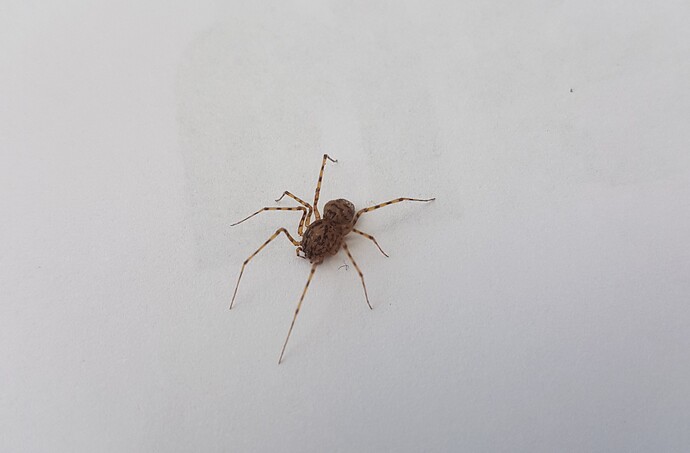 Scytodes thoracica.