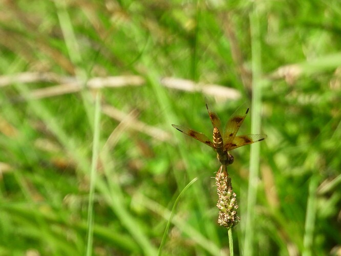 DSCN5354 Eastern Amberwing Female