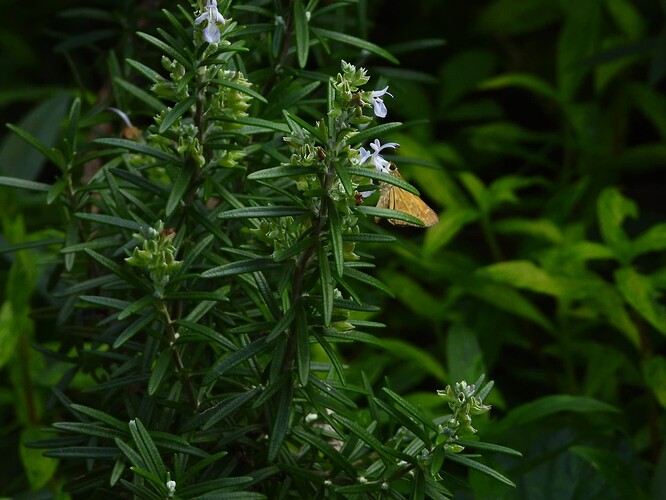 DSCN5374 Carolina Roadside-Skipper