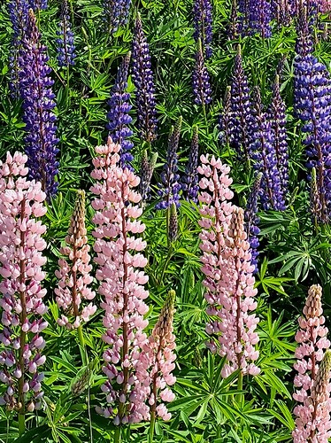 Nova Scotia lupins - 20250616_104832