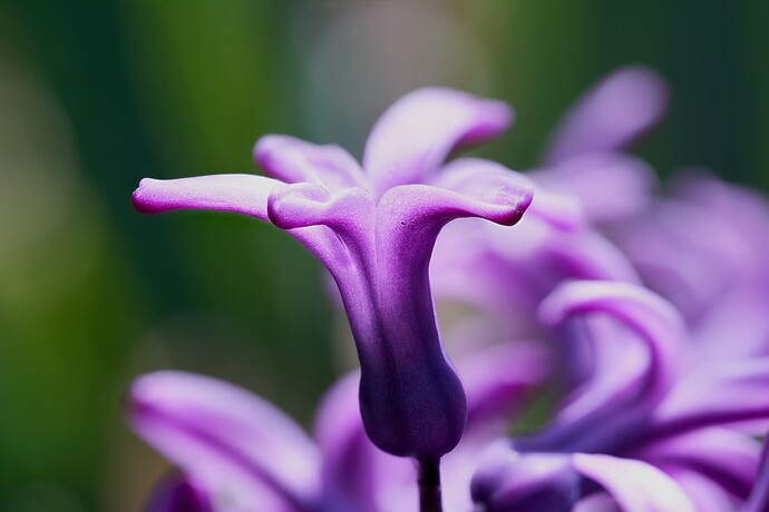purple_2025_1