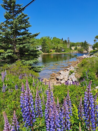 Nova Scotia lupins - 20250616_105044