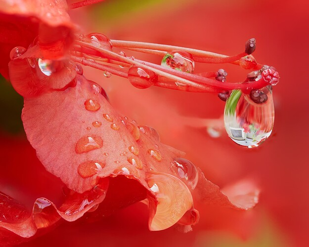 25_red1