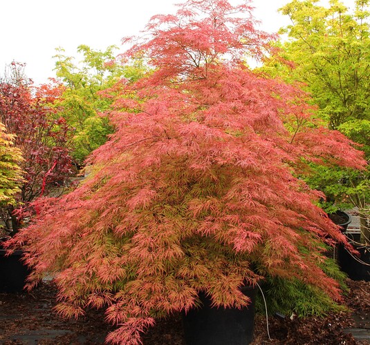 Acer-palmatum-Baldsmith-2-2768785078
