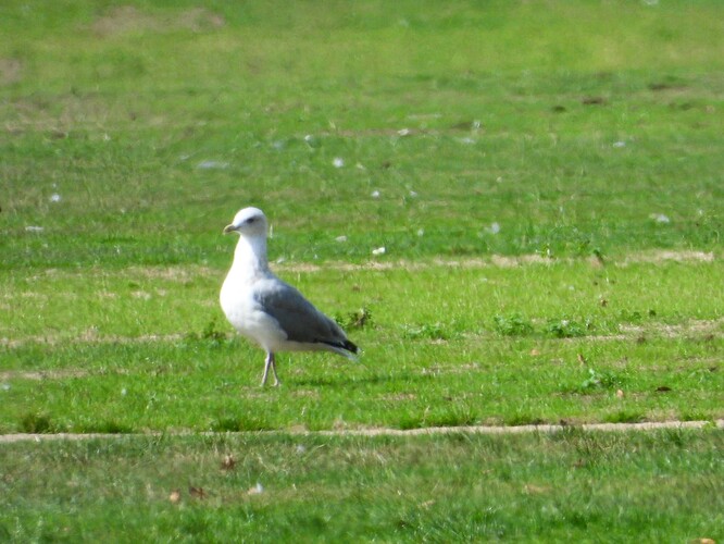 DSCN1479_Common Gull