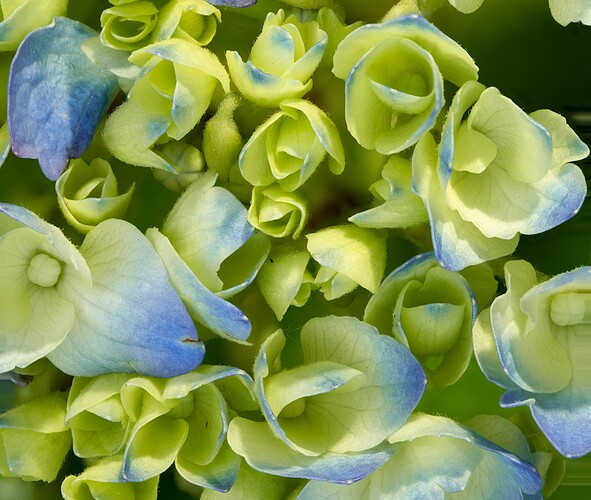 hydrangea1