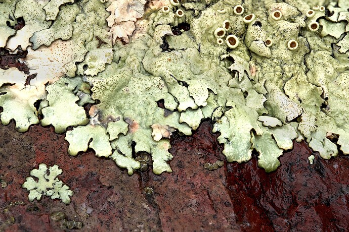 lichen1