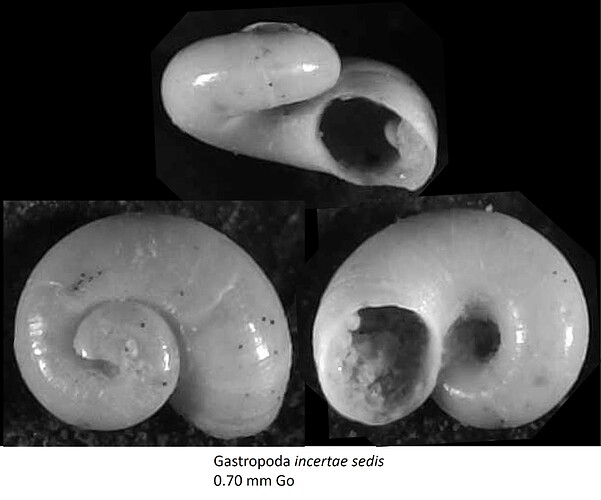 Flattened Skeneimorph