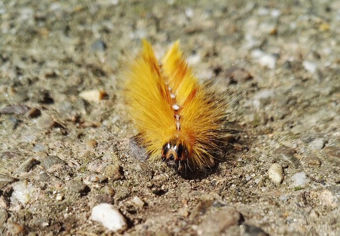 Acronicta aceris (23-08-24)
