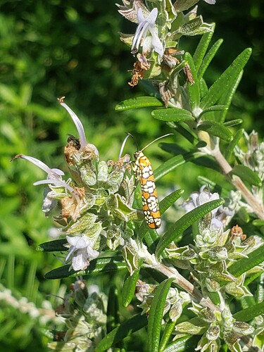 20240810_135519 Ailanthus Webworm