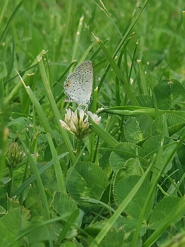 20240812_182822 Eastern Tailed-Blue