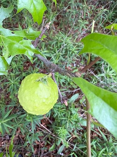 Bug Balloon 3