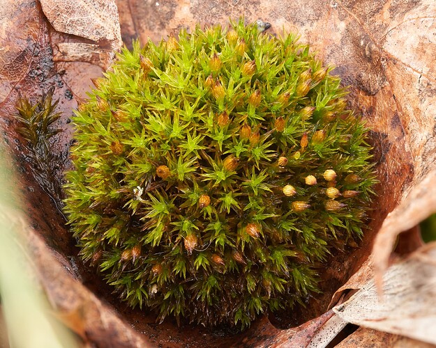 moss_2025_1
