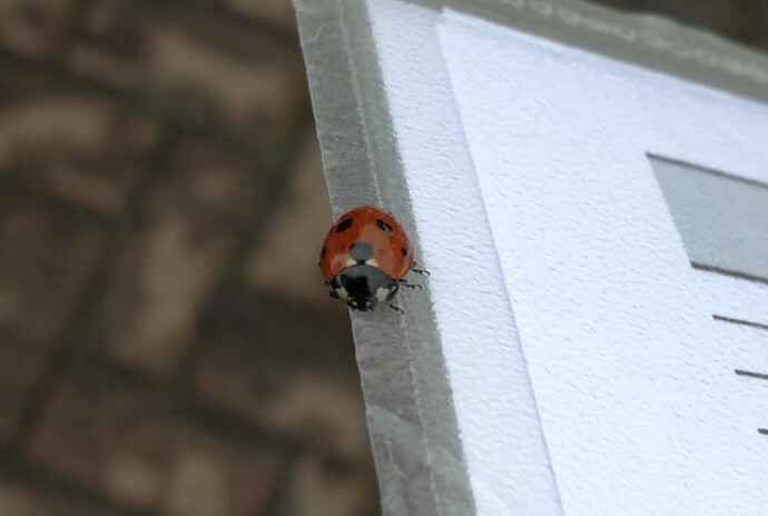 Coccinella septempunctata (18-12-24) 2