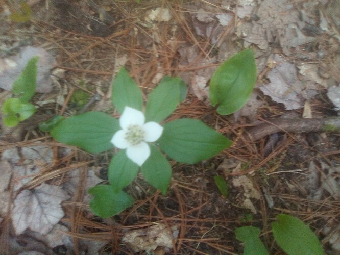 mrousavy-1155312471694468167