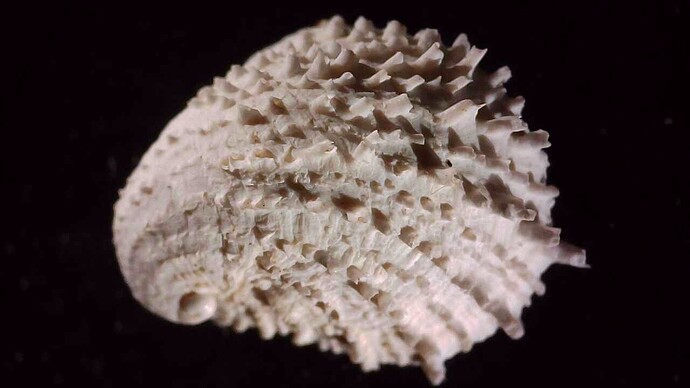 20240719_1302_143_0.000