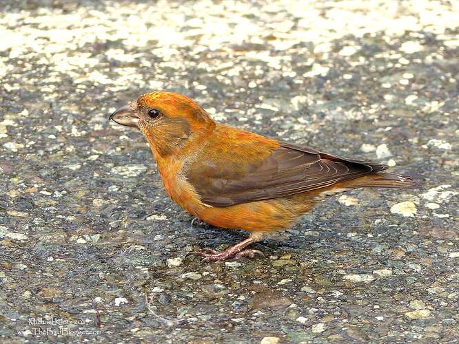red-crossbill-1775603199