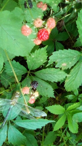 IMG_20240706_092543