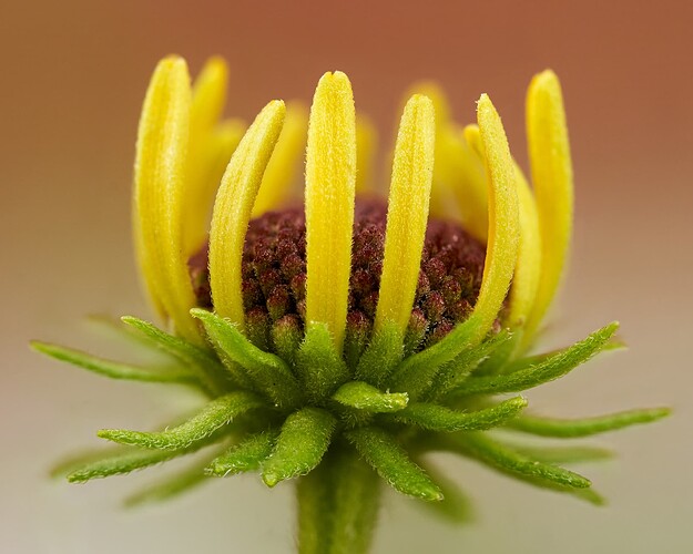 yellow24