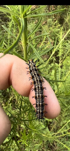 IMG_1962
