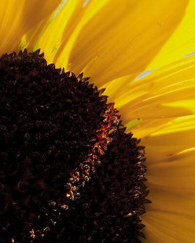 sunflower1b